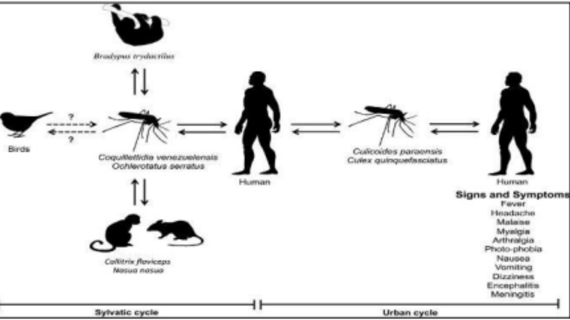 ஒரோபூச்சே காய்ச்சல் காரணமாக பதிவான முதல் மரணம்
