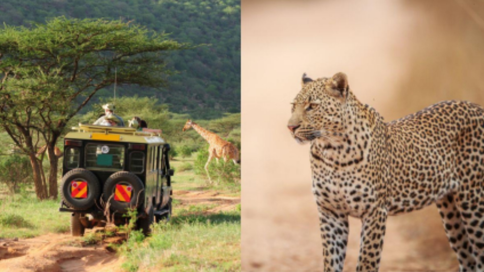 சிறுத்தைகளைக் காண்பதற்கான இந்தியாவின் மிகப்பெரிய சுற்றுலாப் பூங்கா