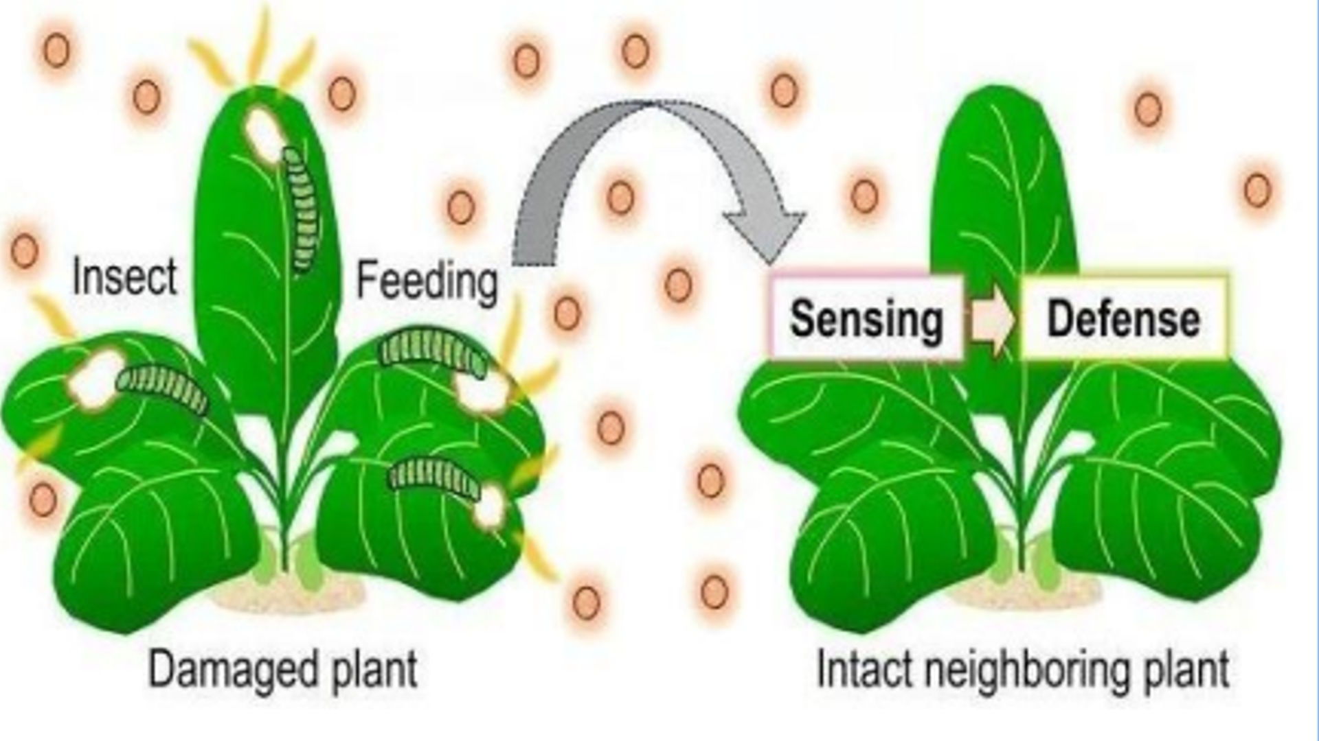 பச்சை இலைகளின் ஆவியாகும் சேர்மங்கள்