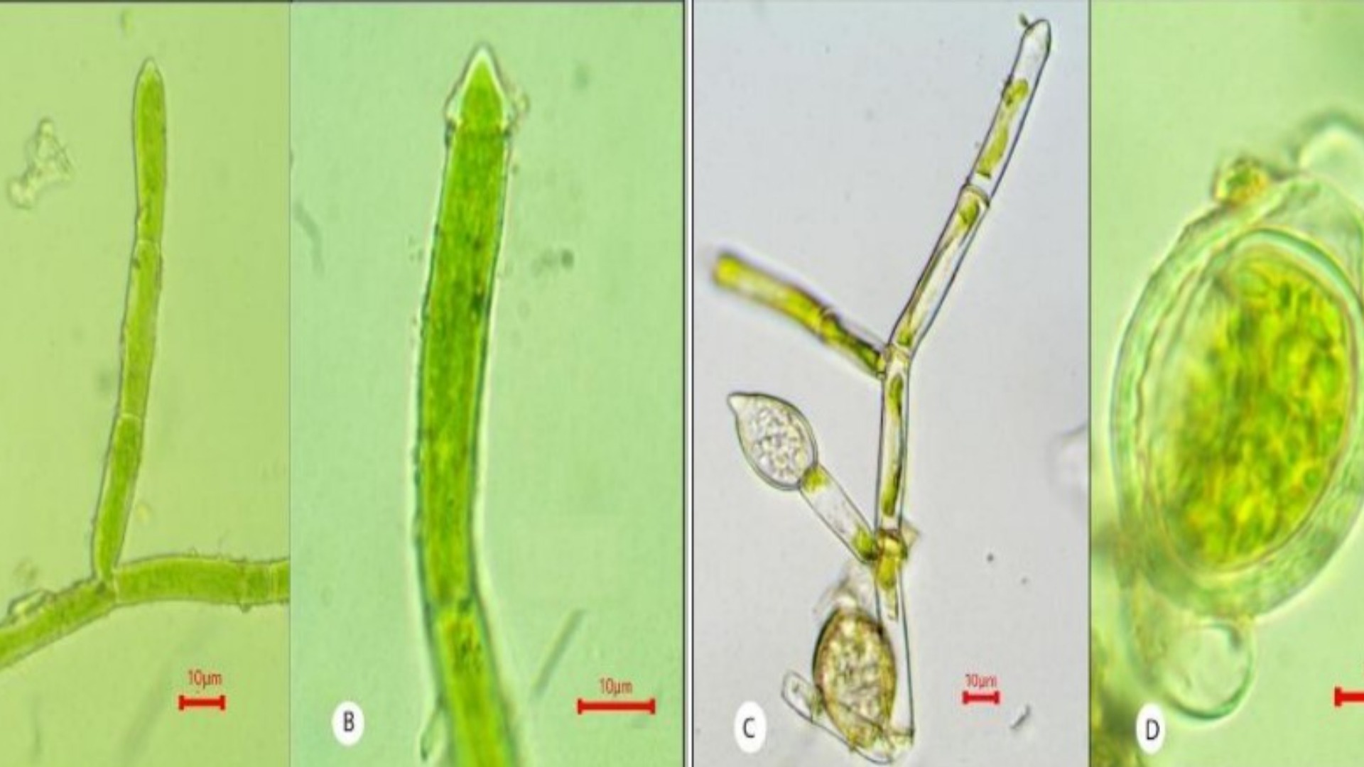 புதிய பாசி இனம்