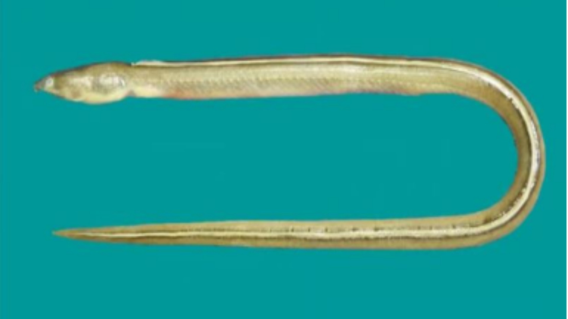 புதிய வகை விலாங்கு மீன்