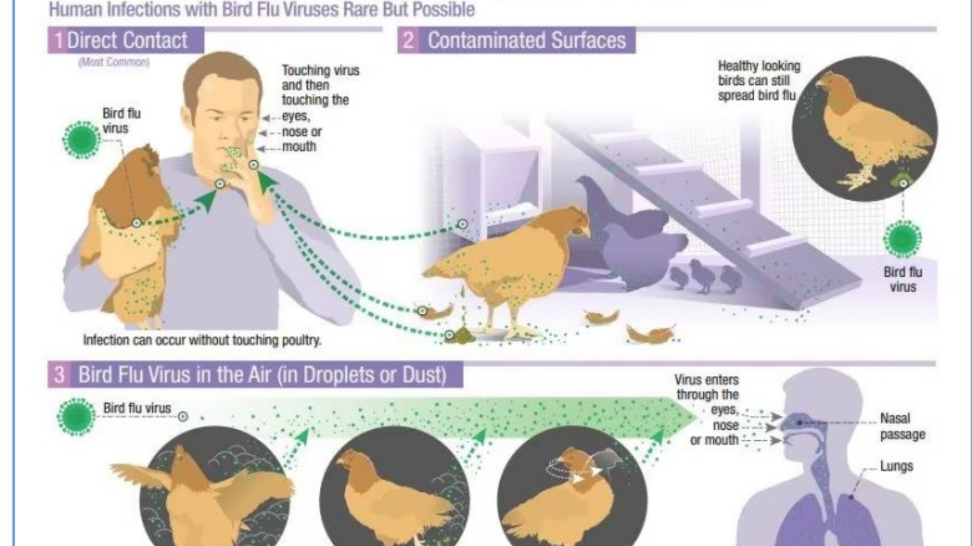 மனிதர்களில் பதிவான முதல் 'பறவைக் காய்ச்சல்' பாதிப்பு