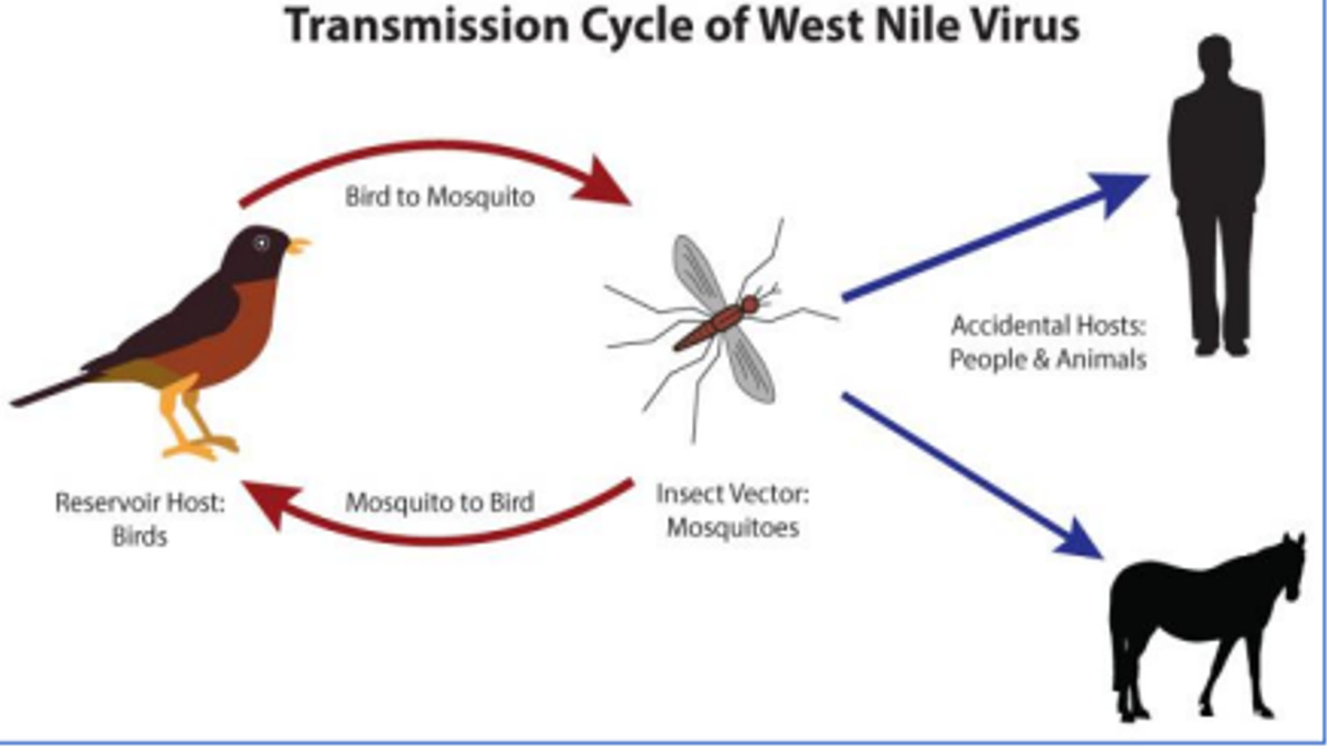 மேற்கு நைல் வைரஸ் - கேரளா