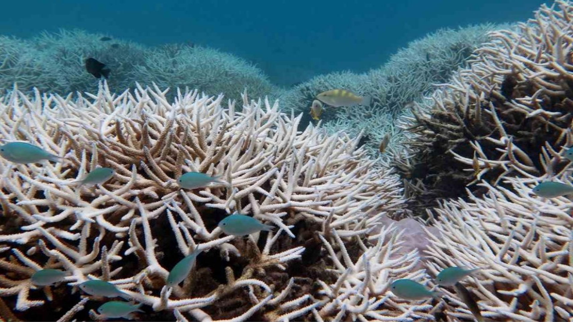 லட்சத்தீவில் பவளப் பாறை நிறமாற்ற நிகழ்வு