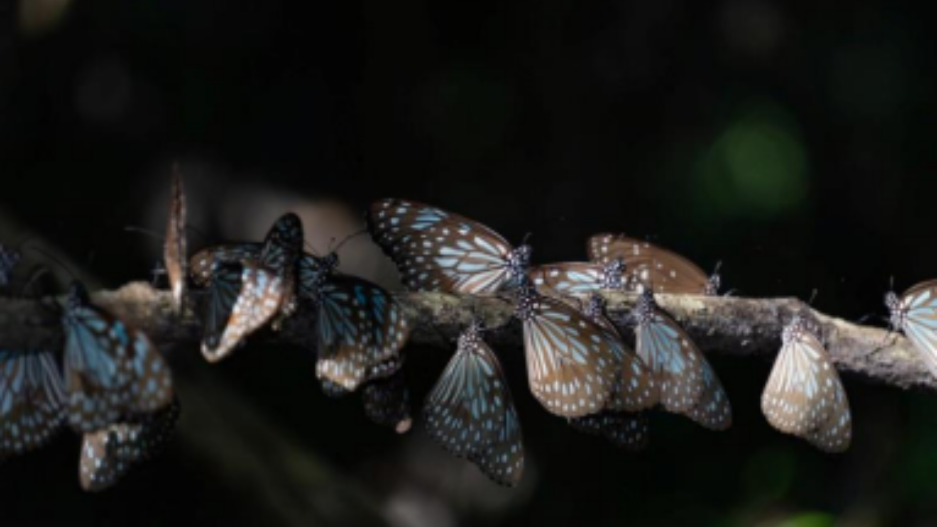 2024 ஆம் ஆண்டில் வண்ணத்துப்பூச்சிகளின் இடம்பெயர்வு