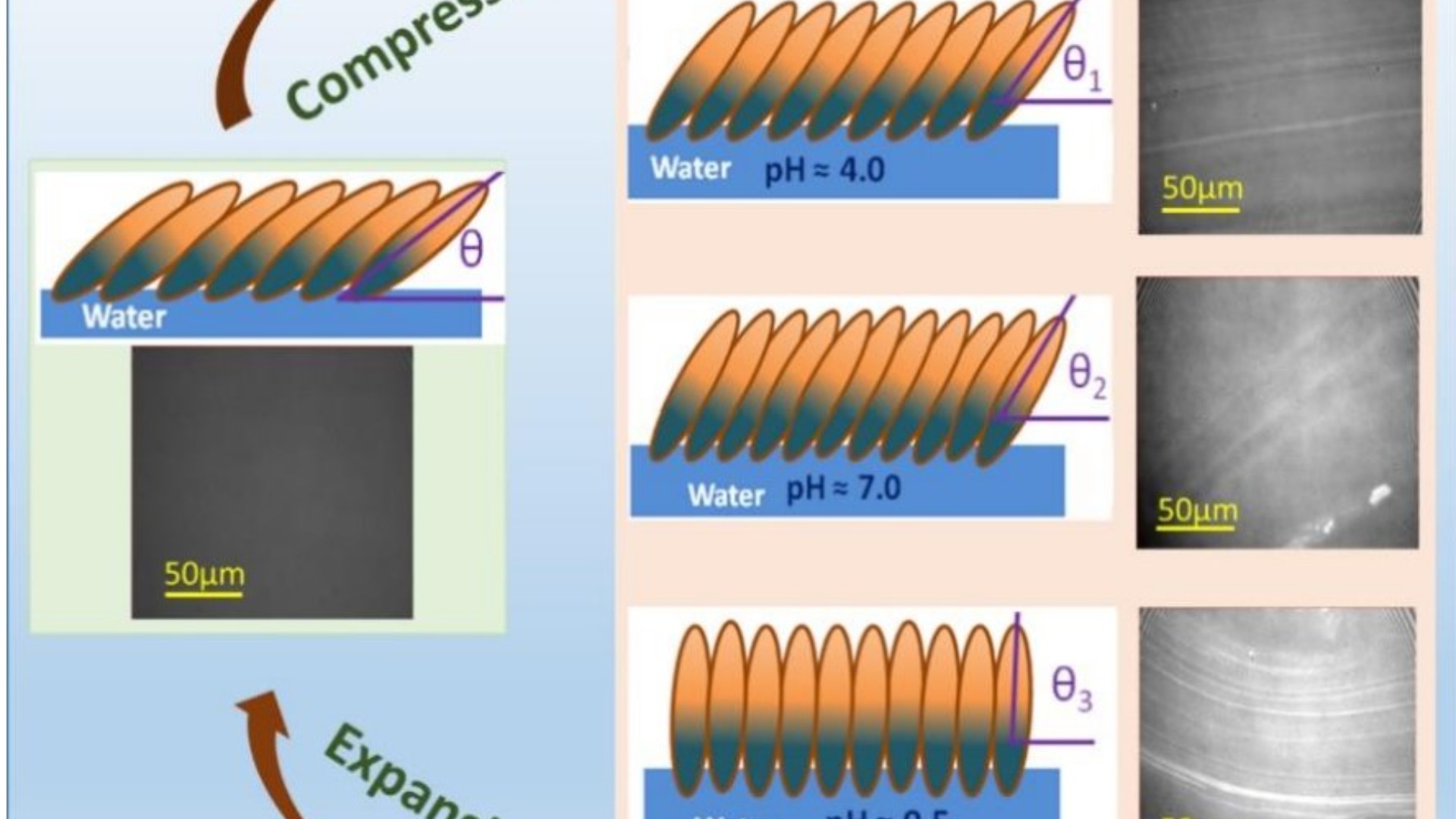2D புரத ஒற்றையடுக்கு