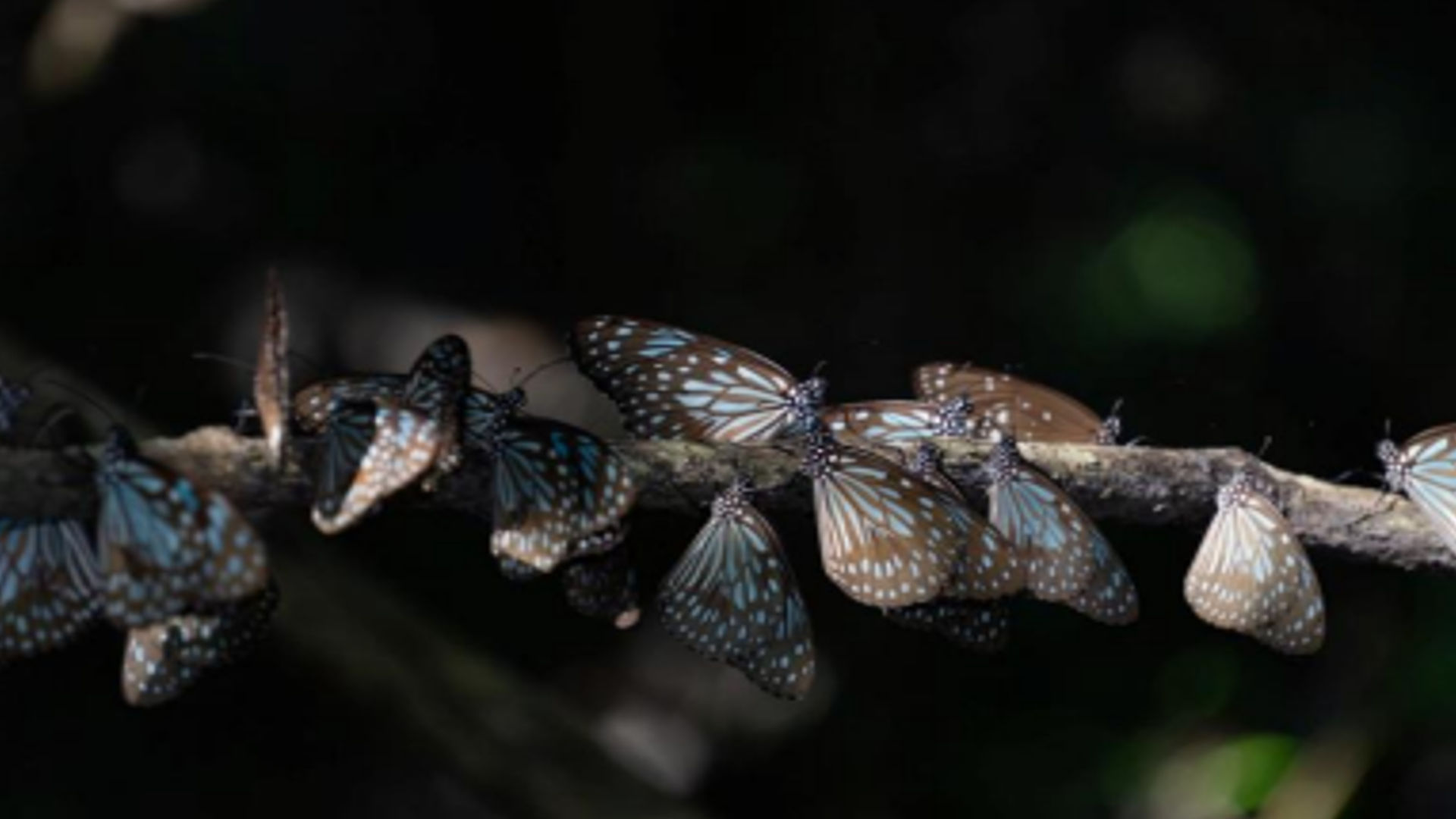 Butterfly migration in 2024