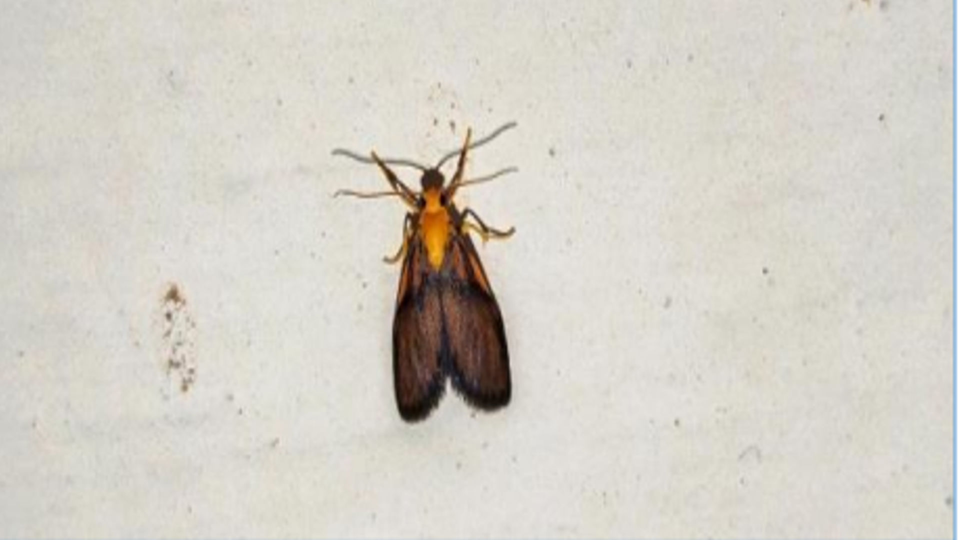 Chiretolpis erubescens