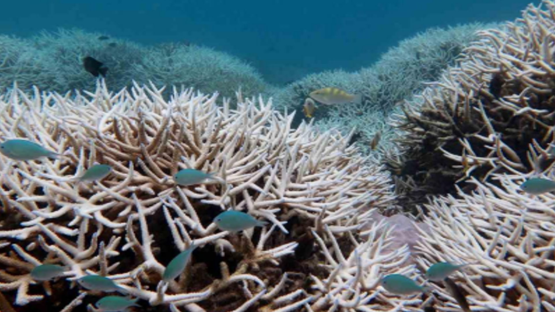Coral bleaching in Lakshadweep