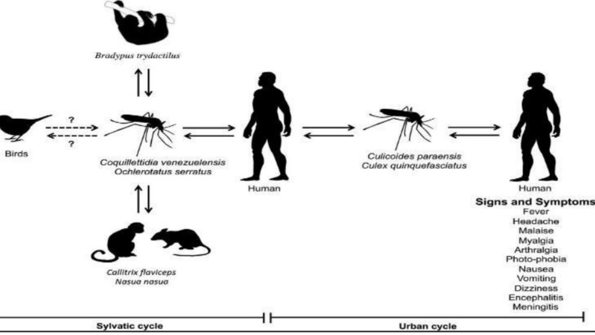 First Ever Death by Oropouche Fever