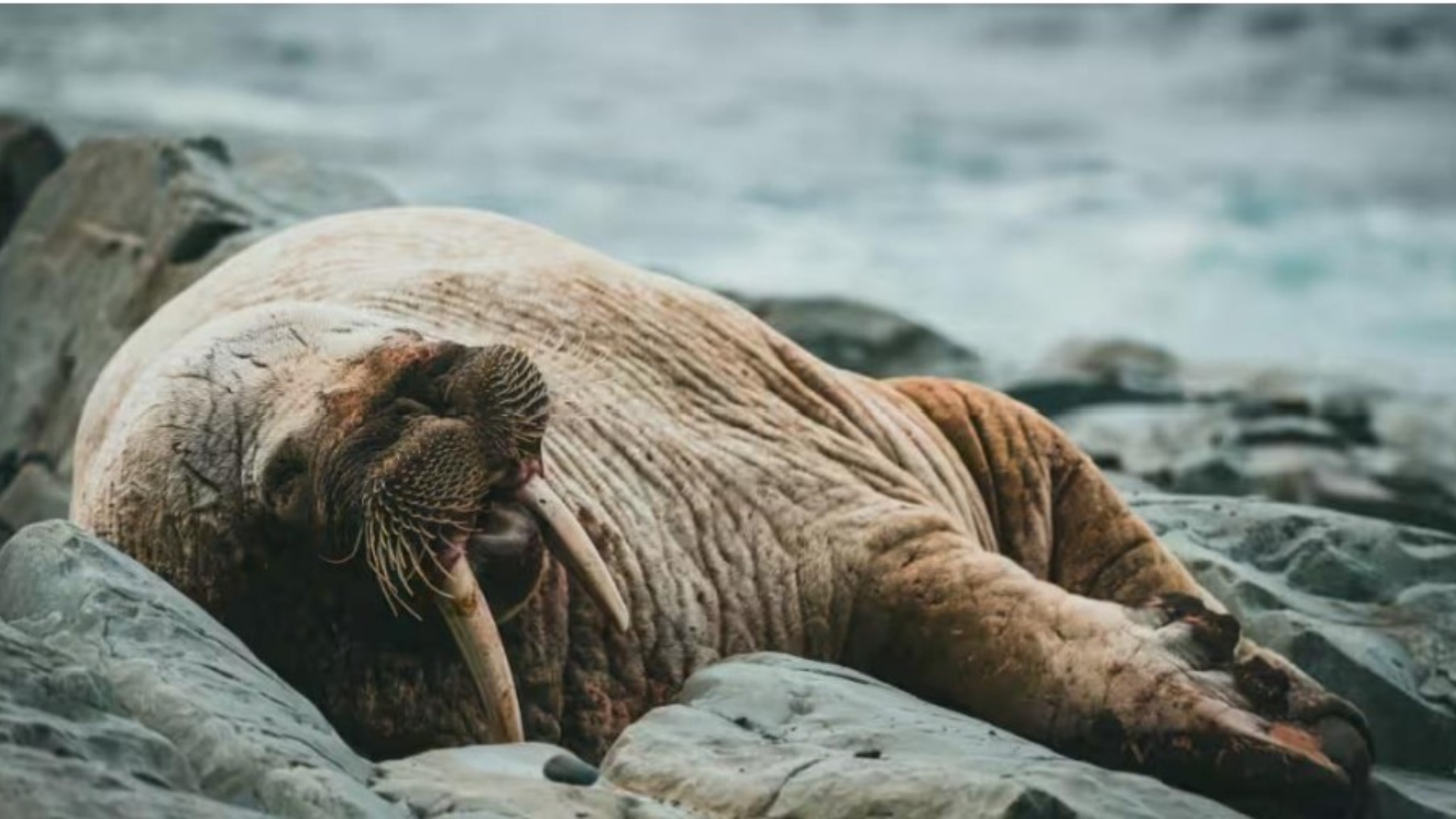 First Walrus Death from Bird Flu