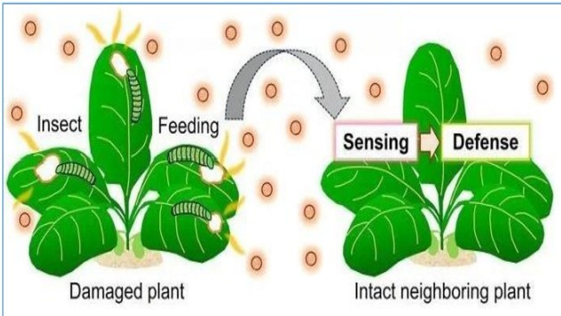 Green Leaf Volatiles