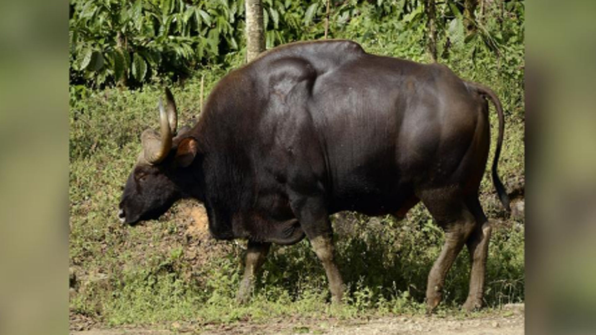 Indian Gaur in Srisailam Tiger Reserve