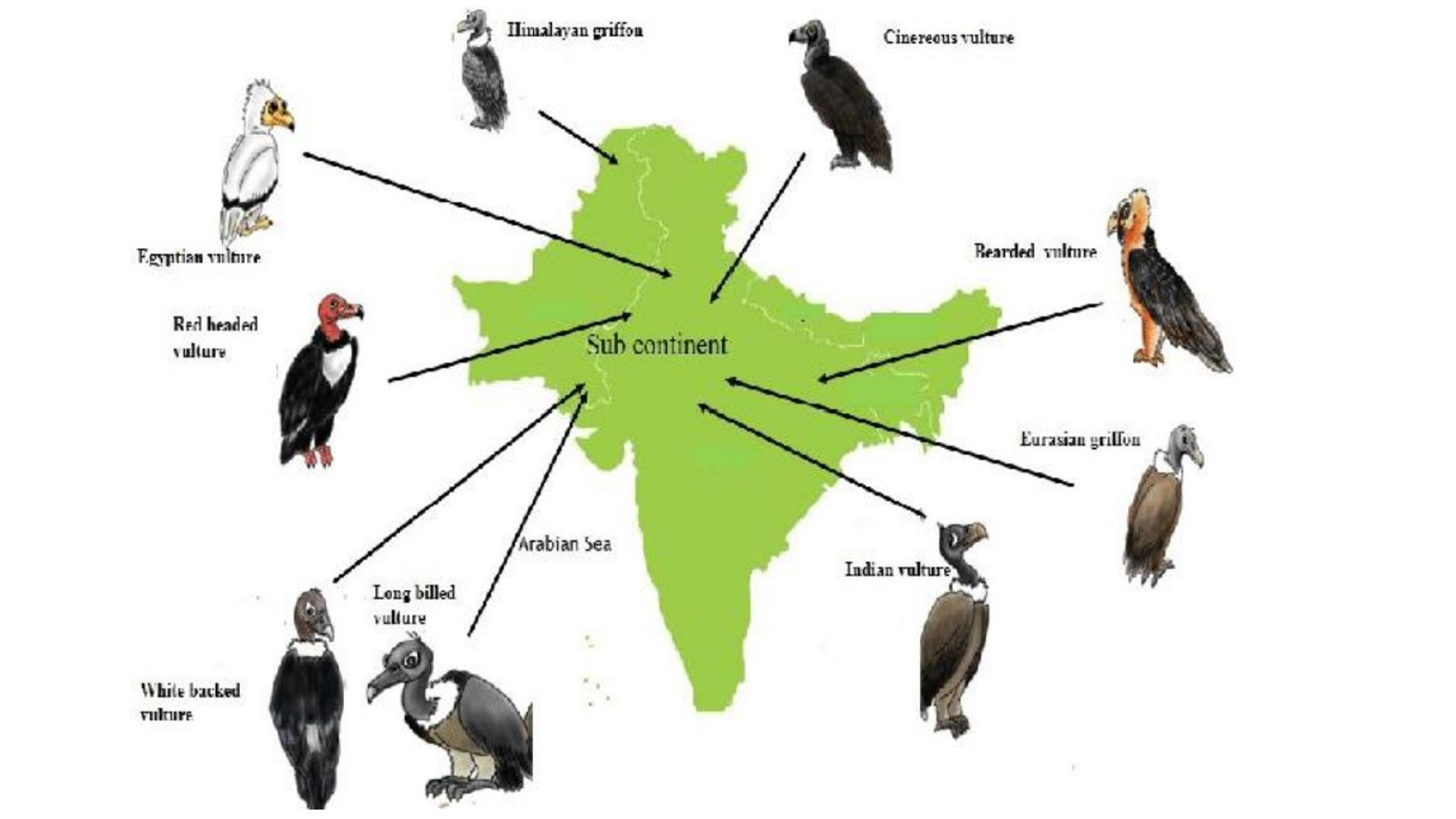 Long-billed vulture’s nesting 2024