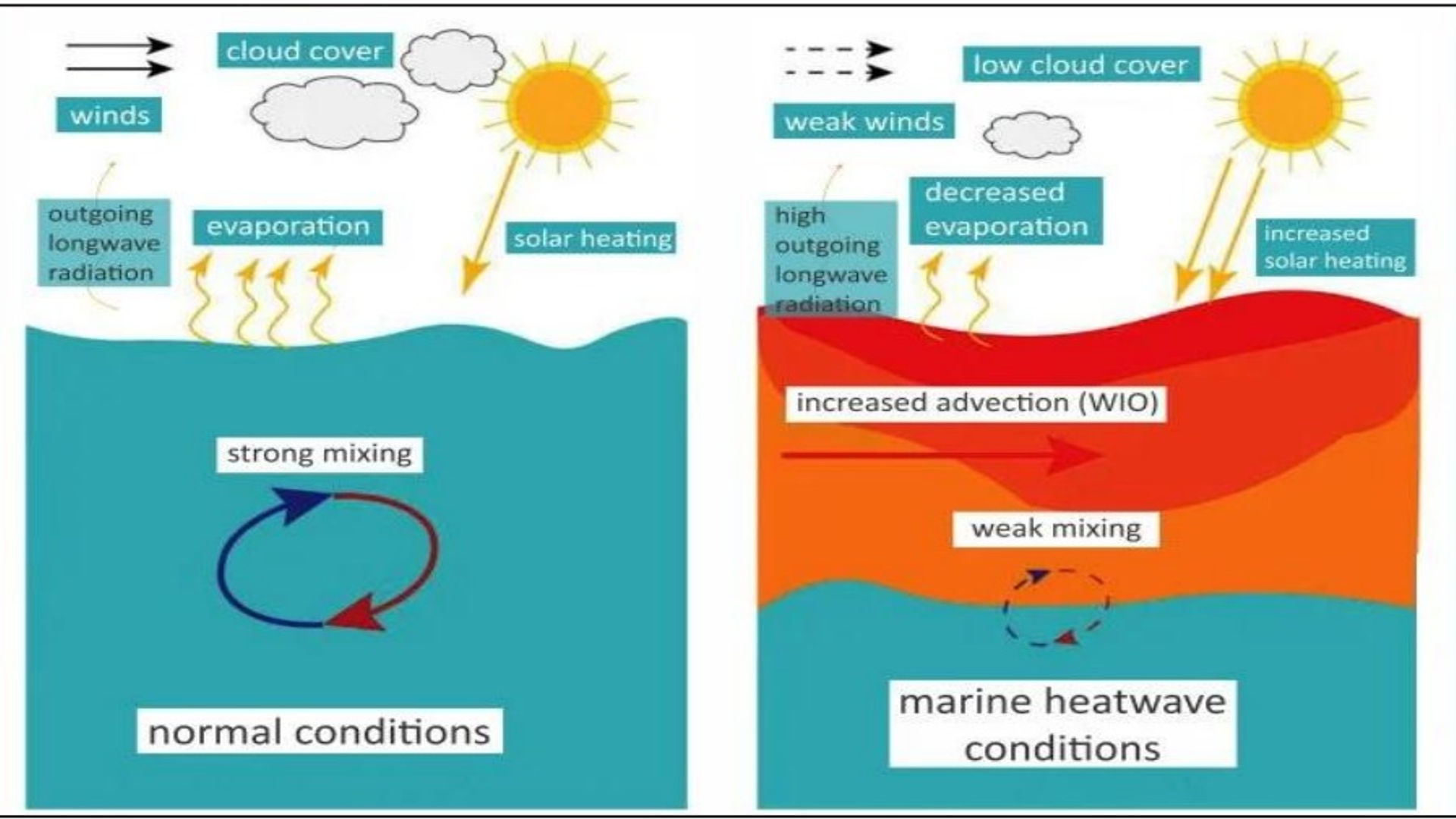 Marine Heat Waves