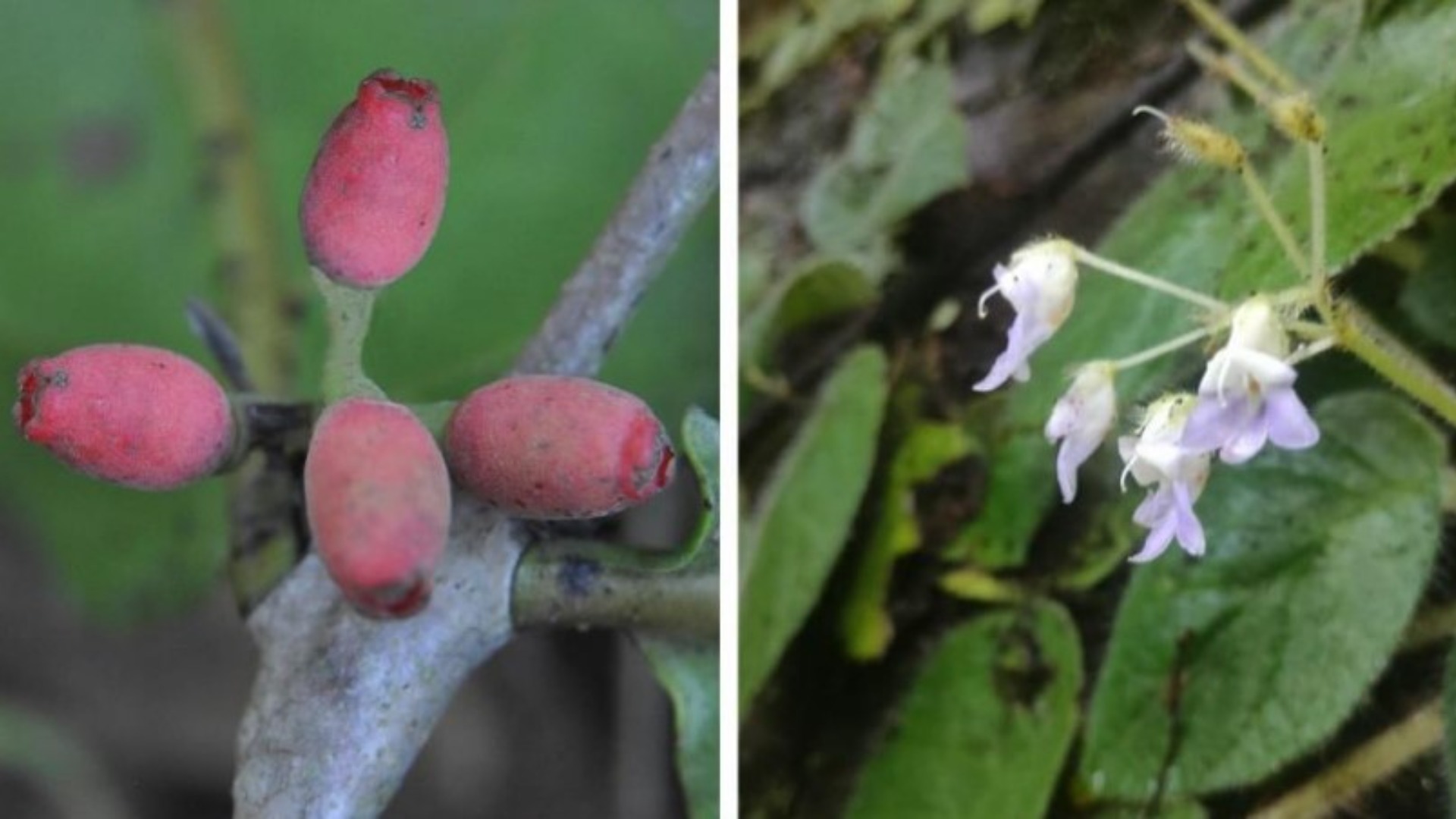 New plant species in Andaman and Arunachal