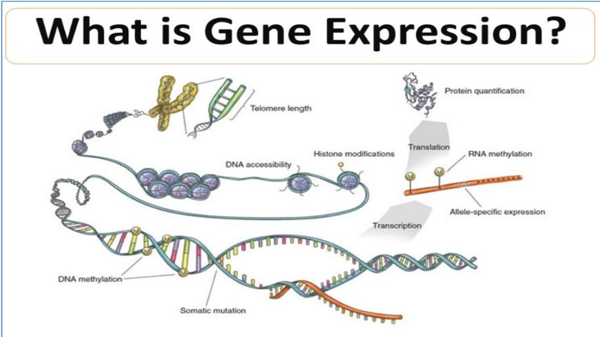 New Spatial Grammar of Gene Expression