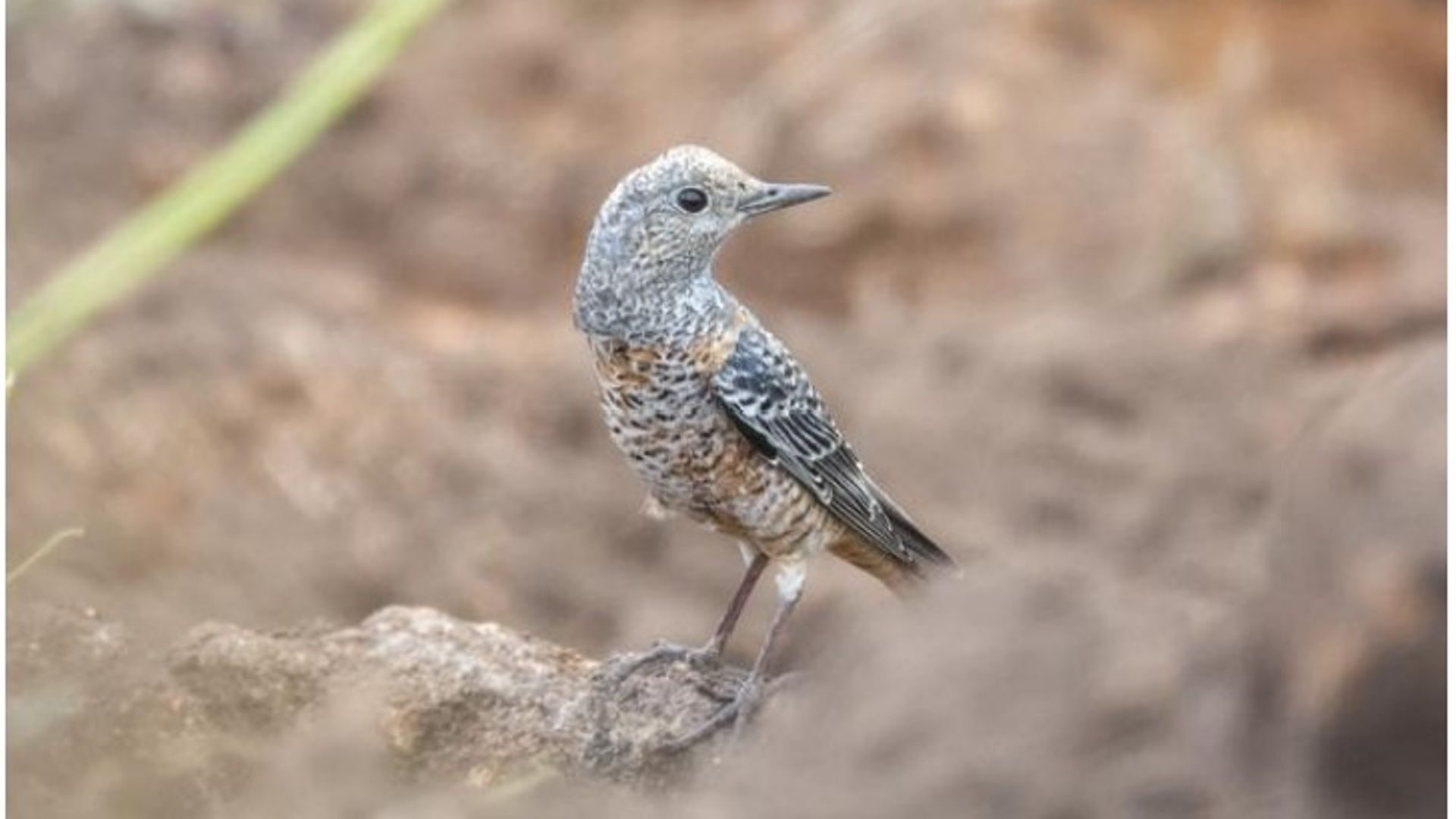 Rufous-tailed rock thrush