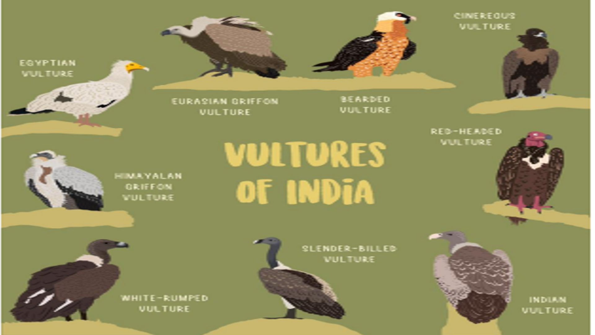 Vulture Study in Tamil Nadu 2024